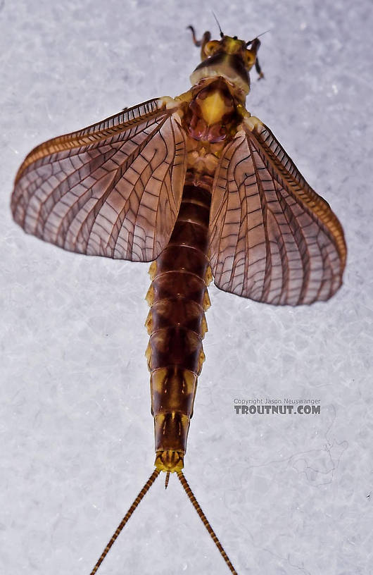 Female Hexagenia atrocaudata (Late Hex) Mayfly Dun from the Teal River in Wisconsin