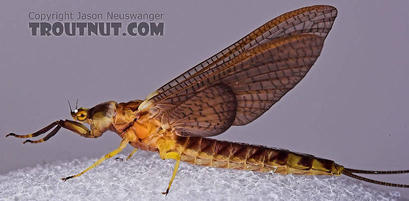 Female Hexagenia atrocaudata (Late Hex) Mayfly Dun from the Teal River in Wisconsin