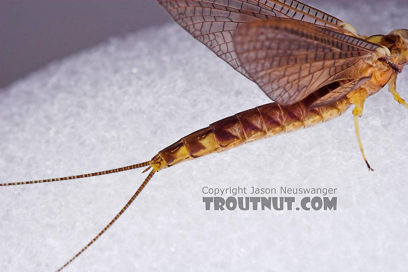 Female Hexagenia atrocaudata (Late Hex) Mayfly Dun from the Teal River in Wisconsin