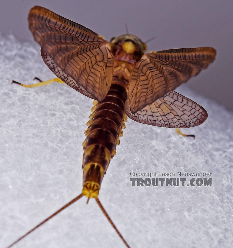 Female Hexagenia atrocaudata (Late Hex) Mayfly Dun from the Teal River in Wisconsin