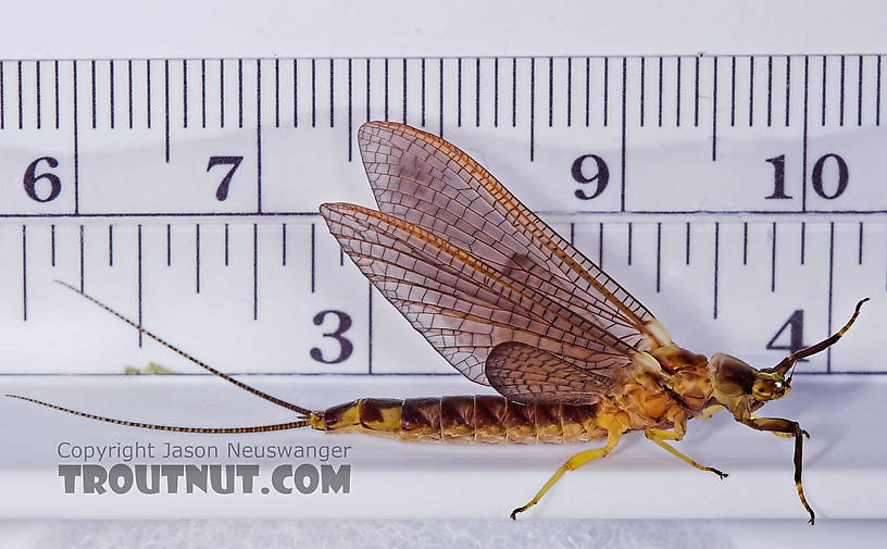 Female Hexagenia atrocaudata (Late Hex) Mayfly Dun from the Teal River in Wisconsin