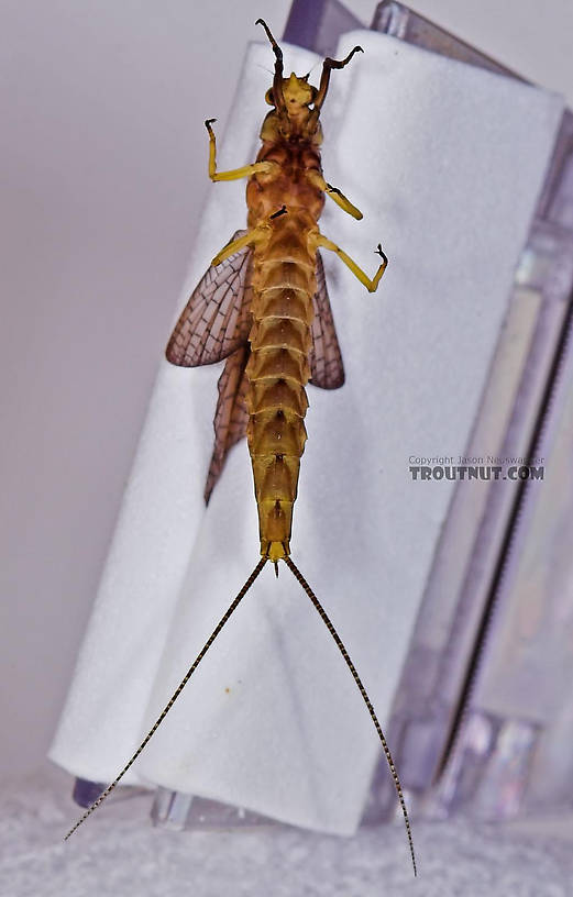 Female Hexagenia atrocaudata (Late Hex) Mayfly Dun from the Teal River in Wisconsin