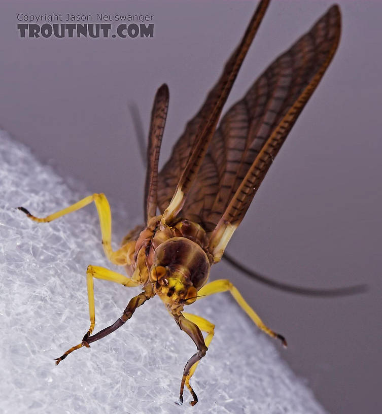 Female Hexagenia atrocaudata (Late Hex) Mayfly Dun from the Teal River in Wisconsin