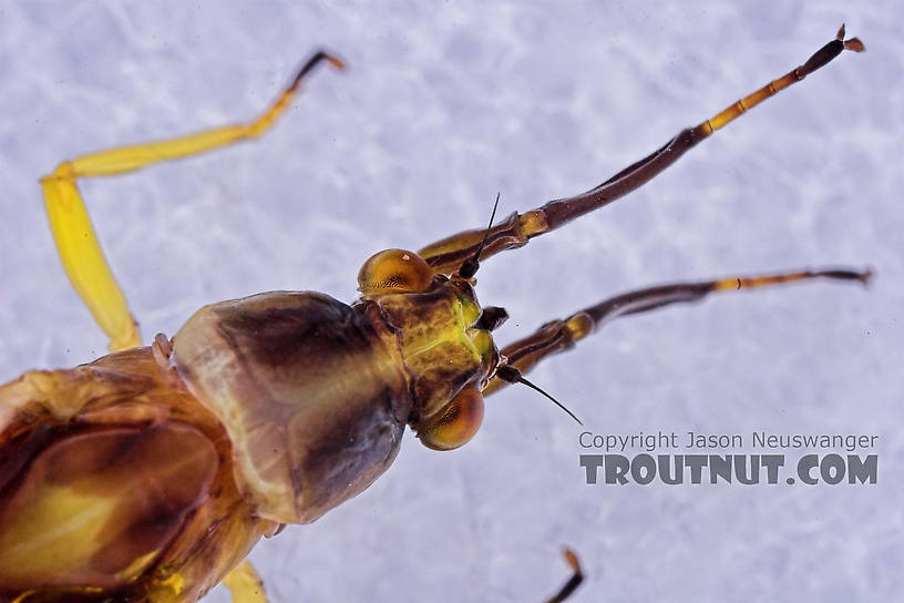 Female Hexagenia atrocaudata (Late Hex) Mayfly Dun from the Teal River in Wisconsin