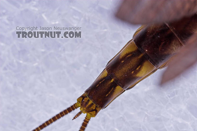 Female Hexagenia atrocaudata (Late Hex) Mayfly Dun from the Teal River in Wisconsin