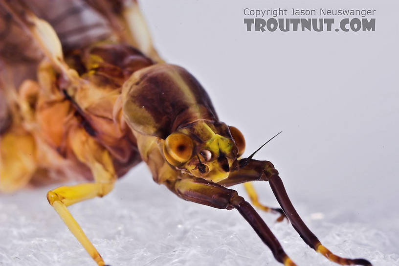 Female Hexagenia atrocaudata (Late Hex) Mayfly Dun from the Teal River in Wisconsin