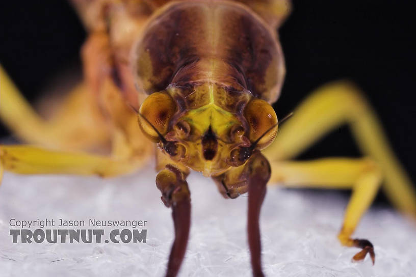 Female Hexagenia atrocaudata (Late Hex) Mayfly Dun from the Teal River in Wisconsin