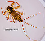 Maccaffertium vicarium (March Brown) Mayfly Nymph