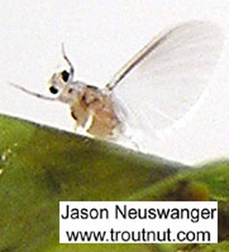 Here's a goofy picture of a Caenis dun falling off the back of a leaf, never to be seen again.  These mayflies are very tiny and fragile, and very hard to capture and photograph without damaging. This little dun hatched from the nymph in a tub of nymphs while I was picking through for aquatic specimens to photograph... I grabbed the leaf it hatched onto and tried to take some pictures but it got away after about half a picture.  Caenis (Angler's Curses) Mayfly Dun from unknown in Wisconsin