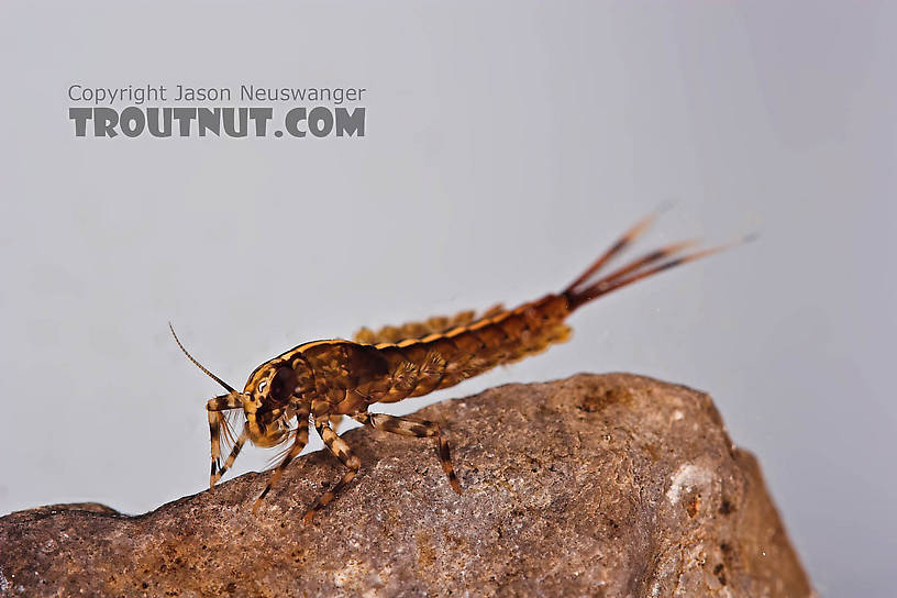 Isonychia bicolor (Mahogany Dun) Mayfly Nymph from the Beaverkill River in New York