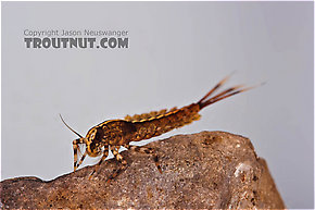 Isonychia bicolor (Mahogany Dun) Mayfly Nymph