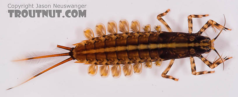 Isonychia bicolor (Mahogany Dun) Mayfly Nymph from the Beaverkill River in New York