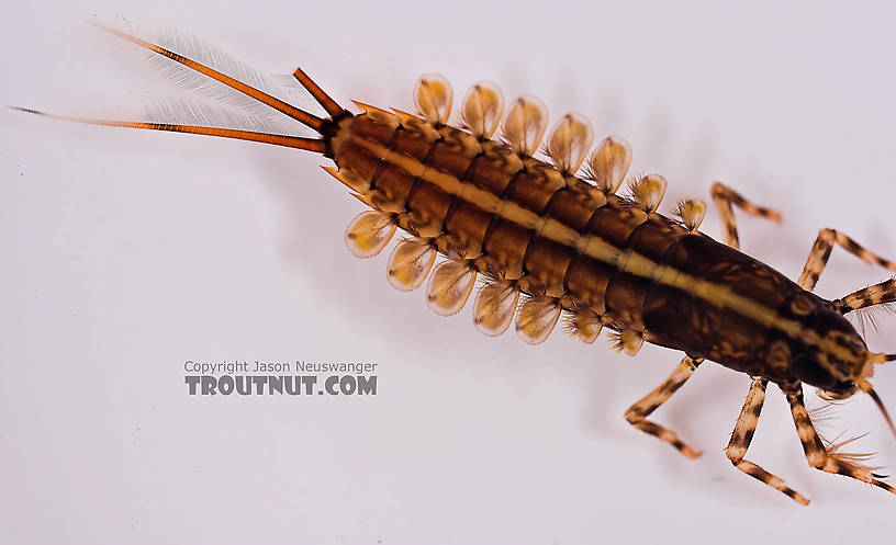 Isonychia bicolor (Mahogany Dun) Mayfly Nymph from the Beaverkill River in New York