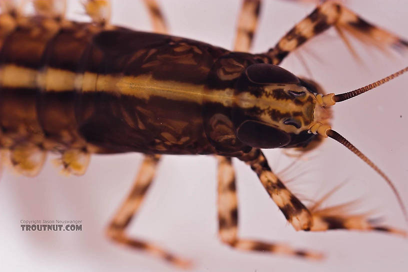 Isonychia bicolor (Mahogany Dun) Mayfly Nymph from the Beaverkill River in New York