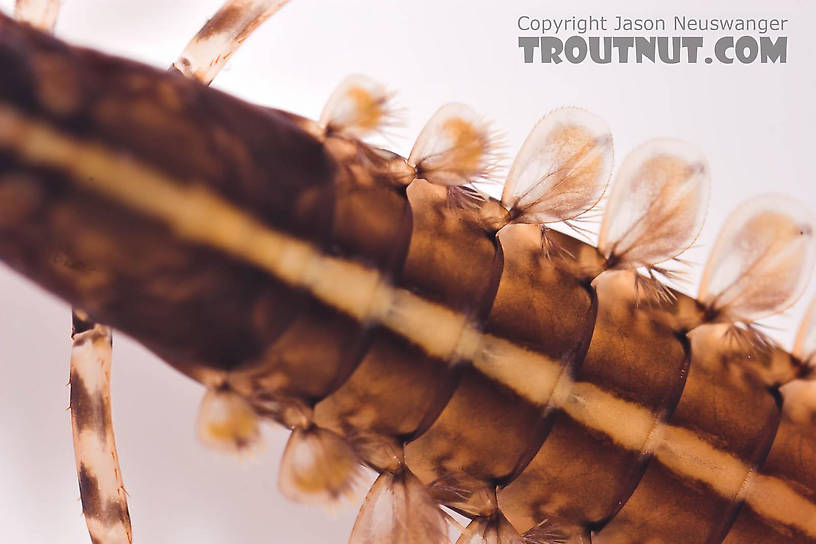 Isonychia bicolor (Mahogany Dun) Mayfly Nymph from the Beaverkill River in New York