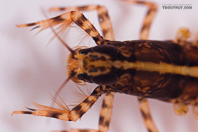 Isonychia bicolor (Mahogany Dun) Mayfly Nymph from the Beaverkill River in New York