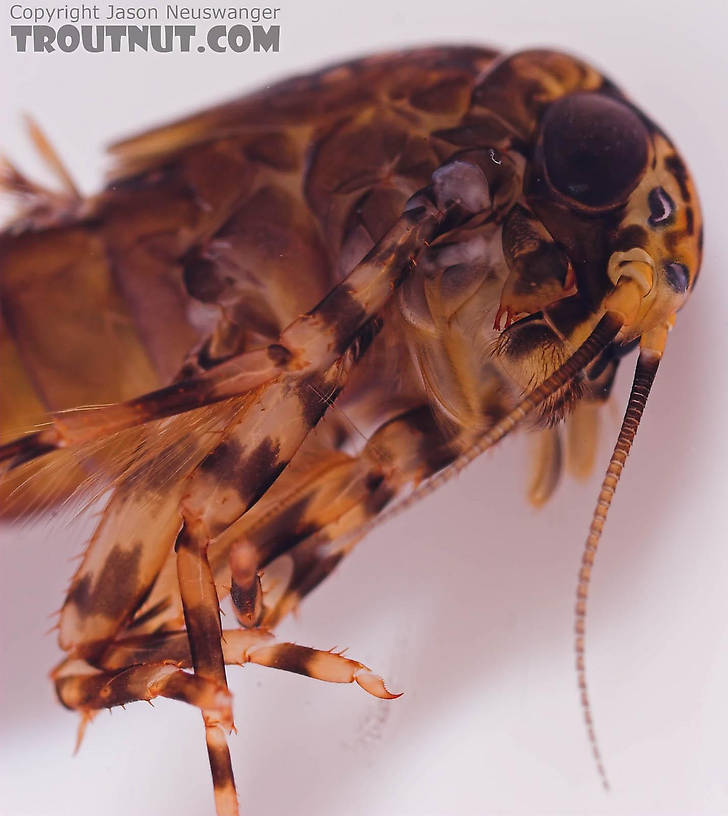 This species does not behave well for the camera, so  I eventually killed this specimen in alcohol to get a better picture of the mouth parts.  This resulting unnatural pose shows them well.  Isonychia bicolor (Mahogany Dun) Mayfly Nymph from the Beaverkill River in New York