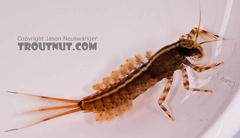 Isonychia bicolor (Mahogany Dun) Mayfly Nymph from the Beaverkill River in New York