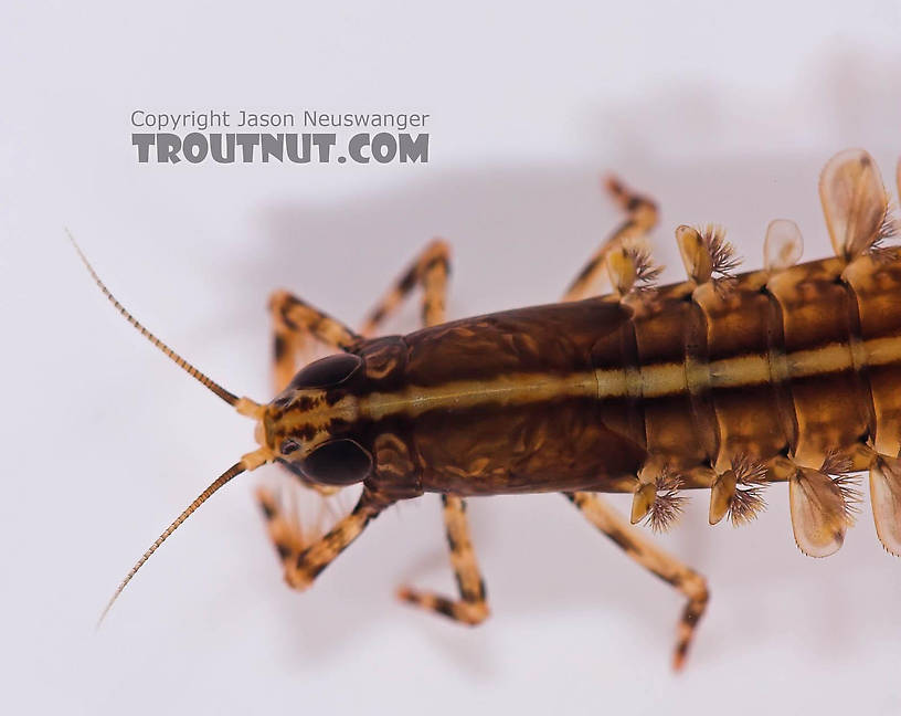 Isonychia bicolor (Mahogany Dun) Mayfly Nymph from the Beaverkill River in New York