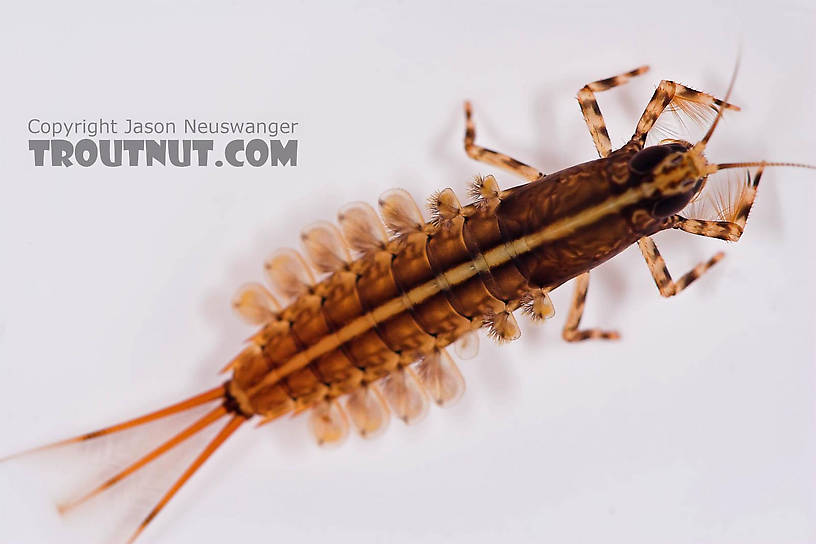 Isonychia bicolor (Mahogany Dun) Mayfly Nymph from the Beaverkill River in New York