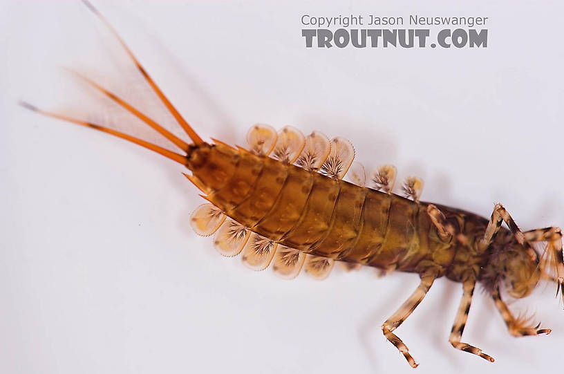 Isonychia bicolor (Mahogany Dun) Mayfly Nymph from the Beaverkill River in New York