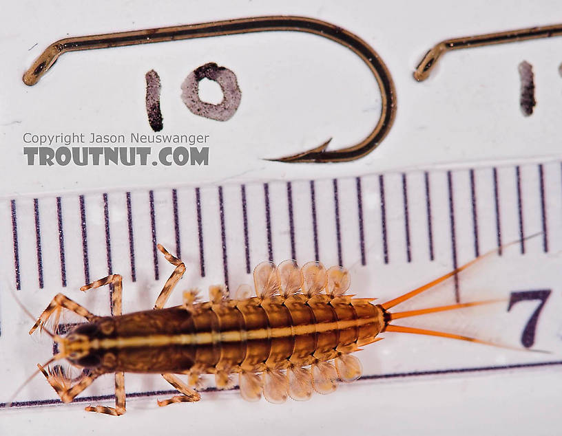 Isonychia bicolor (Mahogany Dun) Mayfly Nymph from the Beaverkill River in New York