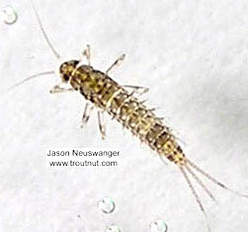 Baetidae (Blue-Winged Olives) Mayfly Nymph from the Namekagon River in Wisconsin