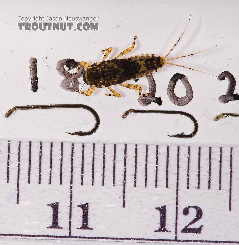 Ephemerella invaria (Sulphur Dun) Mayfly Nymph from the Beaverkill River in New York