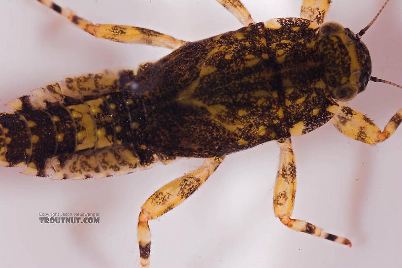 Ephemerella invaria (Sulphur Dun) Mayfly Nymph from the Beaverkill River in New York