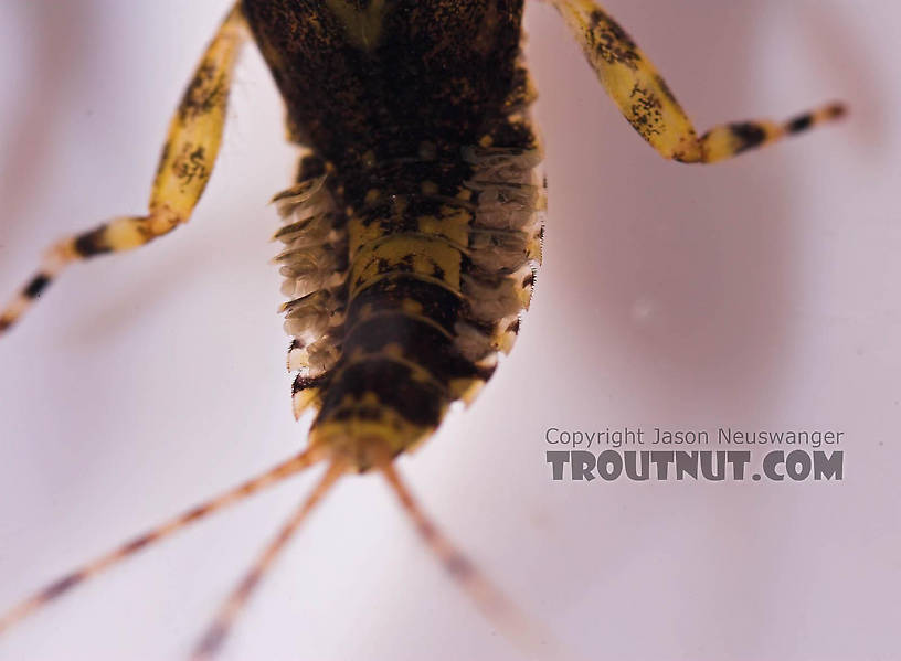 Ephemerella invaria (Sulphur Dun) Mayfly Nymph from the Beaverkill River in New York