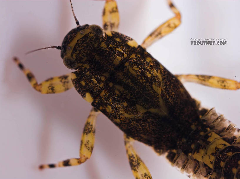 Ephemerella invaria (Sulphur Dun) Mayfly Nymph from the Beaverkill River in New York