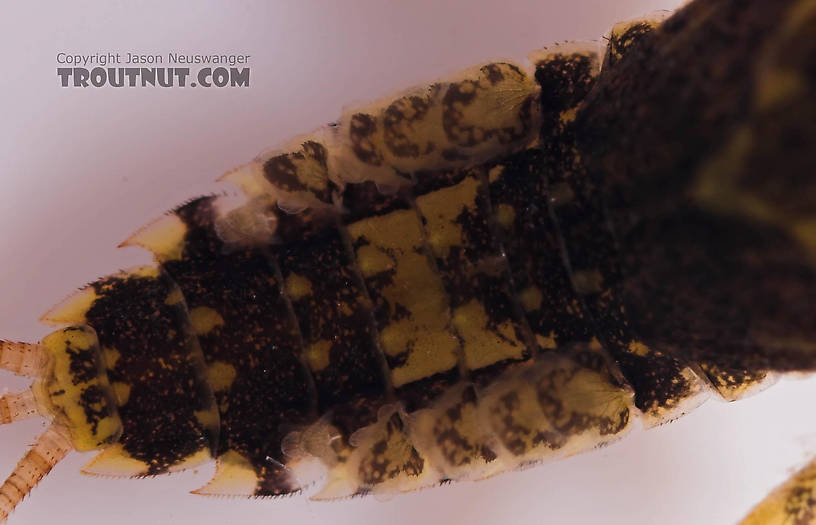 Ephemerella invaria (Sulphur Dun) Mayfly Nymph from the Beaverkill River in New York