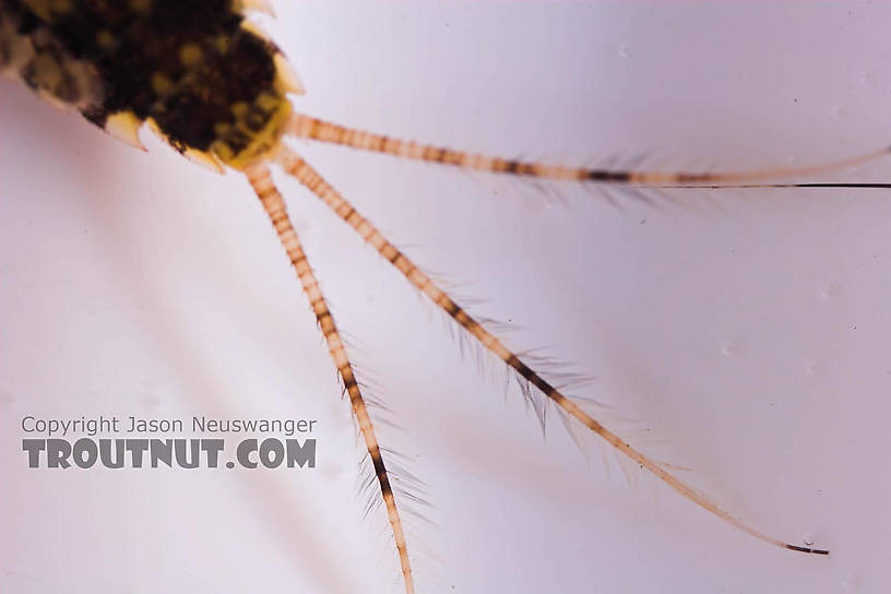 Ephemerella invaria (Sulphur Dun) Mayfly Nymph from the Beaverkill River in New York