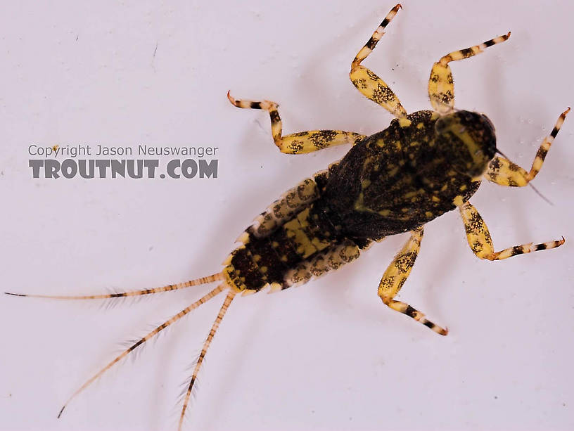 Ephemerella invaria (Sulphur Dun) Mayfly Nymph from the Beaverkill River in New York