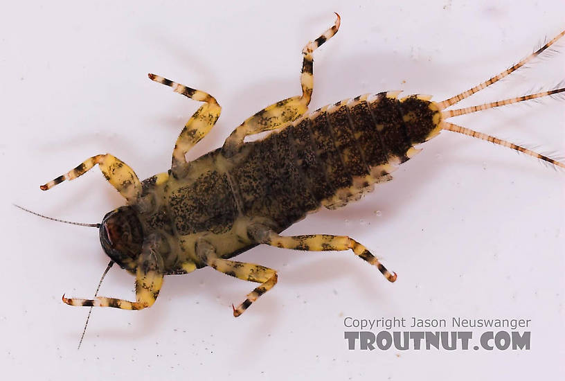 Ephemerella invaria (Sulphur Dun) Mayfly Nymph from the Beaverkill River in New York