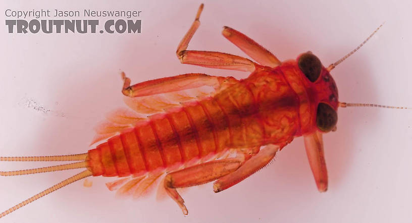 Cinygmula subaequalis (Small Gordon Quill) Mayfly Nymph from Mongaup Creek in New York