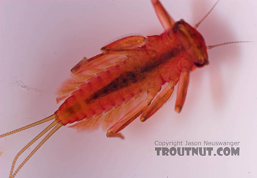 Cinygmula subaequalis (Small Gordon Quill) Mayfly Nymph from Mongaup Creek in New York