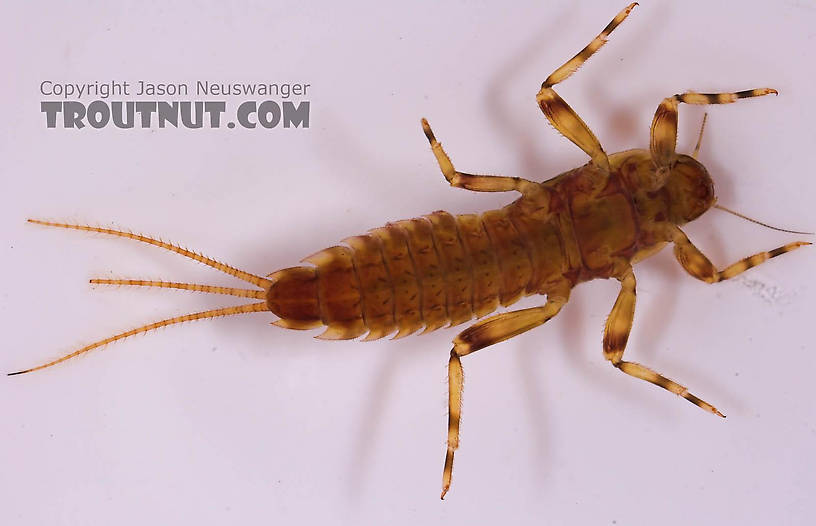 Ephemerella aurivillii Mayfly Nymph from Mongaup Creek in New York