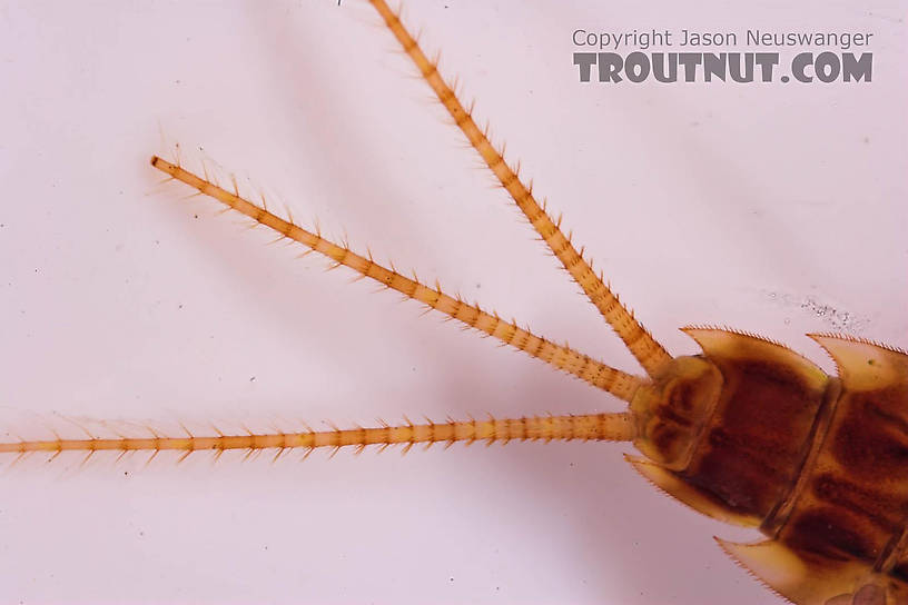 The whorls of spines around the tail segments on this nymph had me thinking it was in the closely related Serratella genus for a while, but this close-up picture reveals the web of fine setae that sets the Ephemerella genus apart.  Ephemerella aurivillii Mayfly Nymph from Mongaup Creek in New York