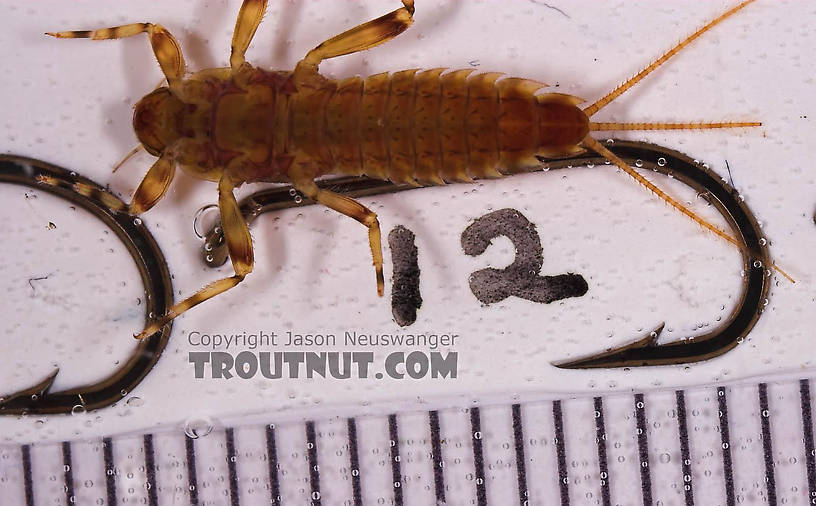 Ephemerella aurivillii Mayfly Nymph from Mongaup Creek in New York