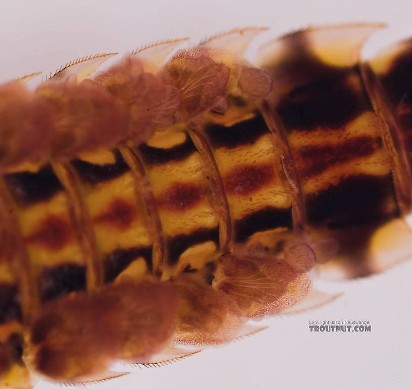 Ephemerella aurivillii Mayfly Nymph from Mongaup Creek in New York