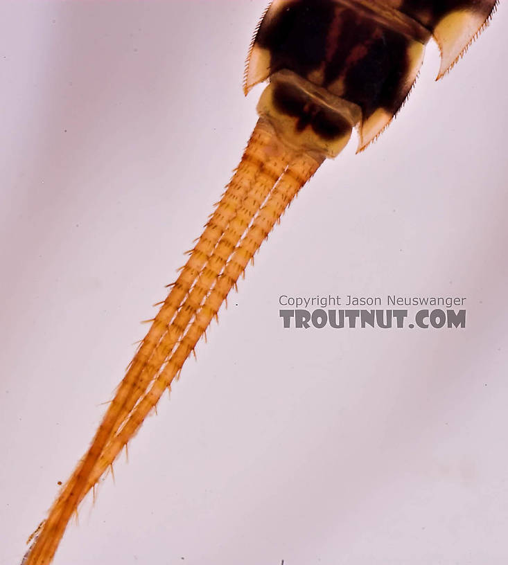 Ephemerella aurivillii Mayfly Nymph from Mongaup Creek in New York