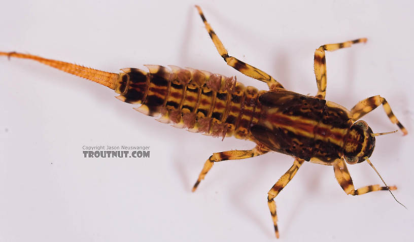 Ephemerella aurivillii Mayfly Nymph from Mongaup Creek in New York