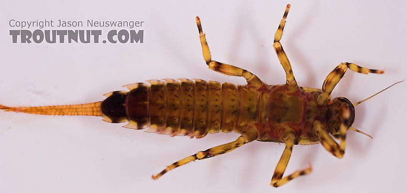 Ephemerella aurivillii Mayfly Nymph from Mongaup Creek in New York