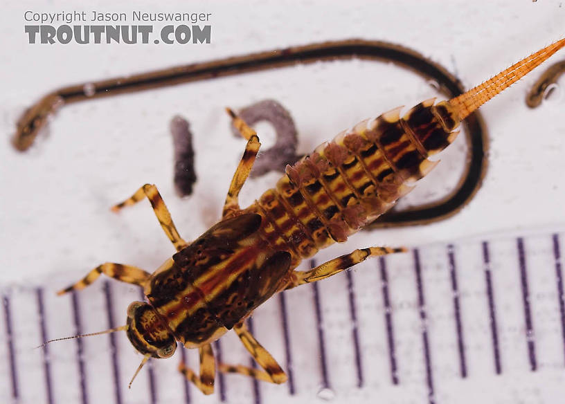 Ephemerella aurivillii Mayfly Nymph from Mongaup Creek in New York