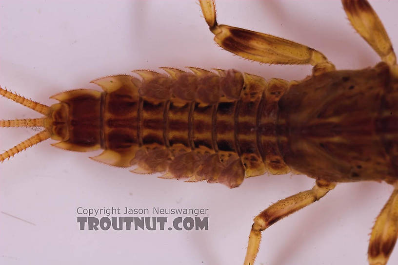 Ephemerella aurivillii Mayfly Nymph from Mongaup Creek in New York