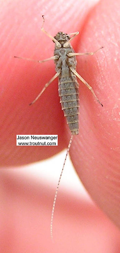 Female Callibaetis ferrugineus (Speckled Spinner) Mayfly Dun from unknown in Wisconsin