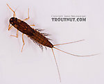 Neoleptophlebia  Mayfly Nymph