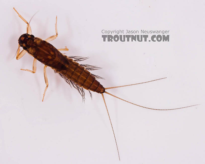 Neoleptophlebia Mayfly Nymph from Mongaup Creek in New York