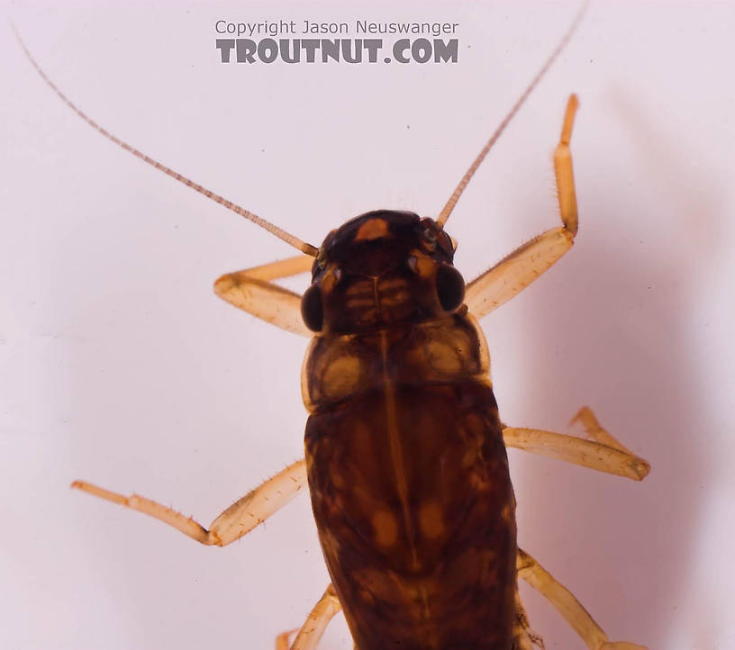 Neoleptophlebia Mayfly Nymph from Mongaup Creek in New York